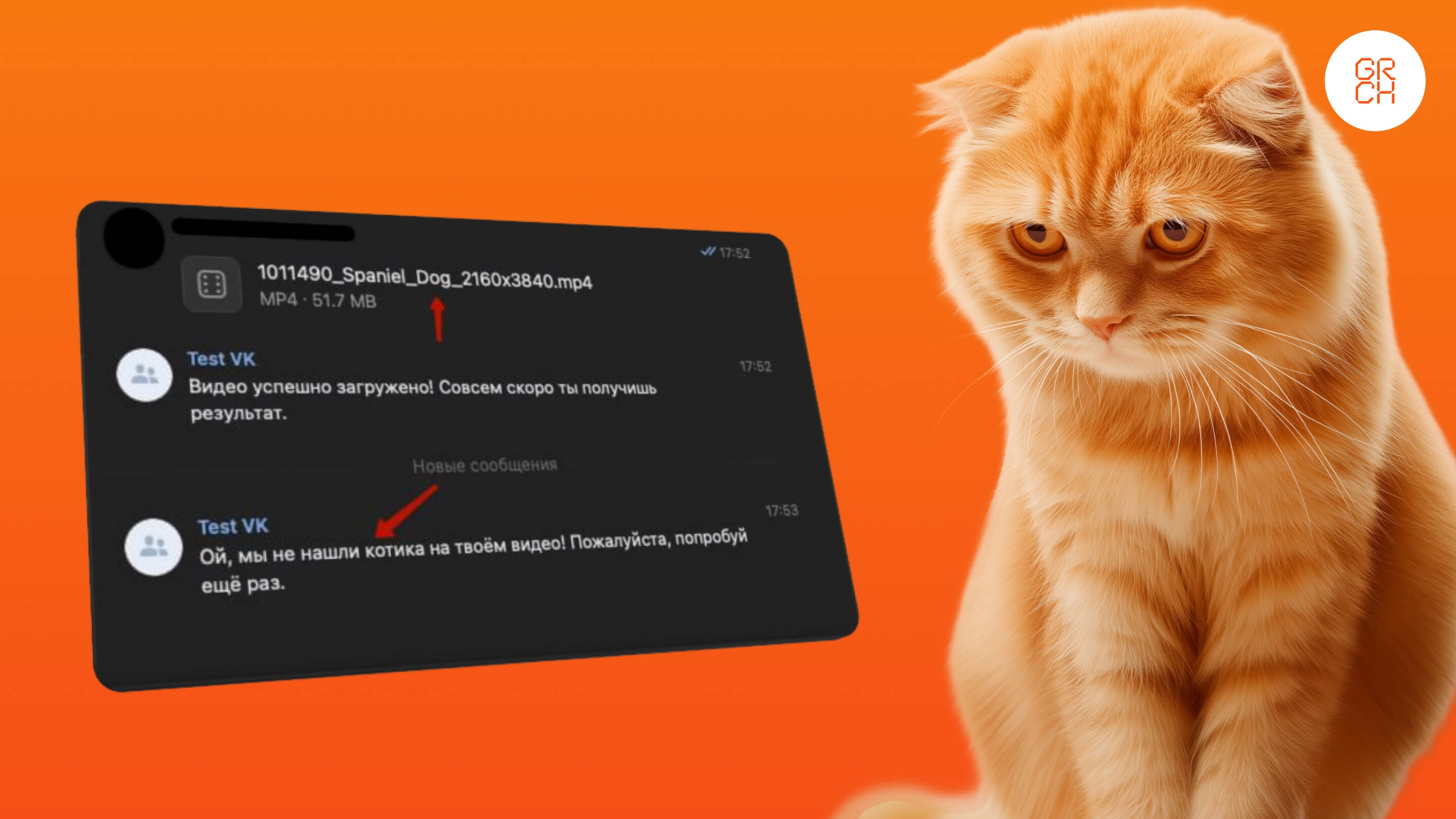 Нераспознанный кот в кадре